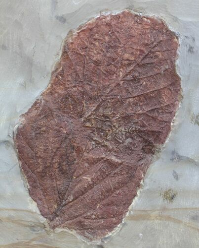 Two Paleocene Fossil Leafs (Davidia) - Montana #59781